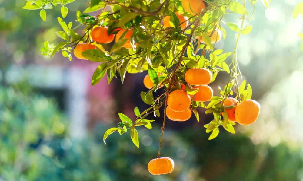 Mexerica Estudos Confirmam Efeitos Poderosos no Corpo