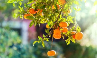 Mexerica Estudos Confirmam Efeitos Poderosos no Corpo