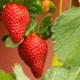 Morango