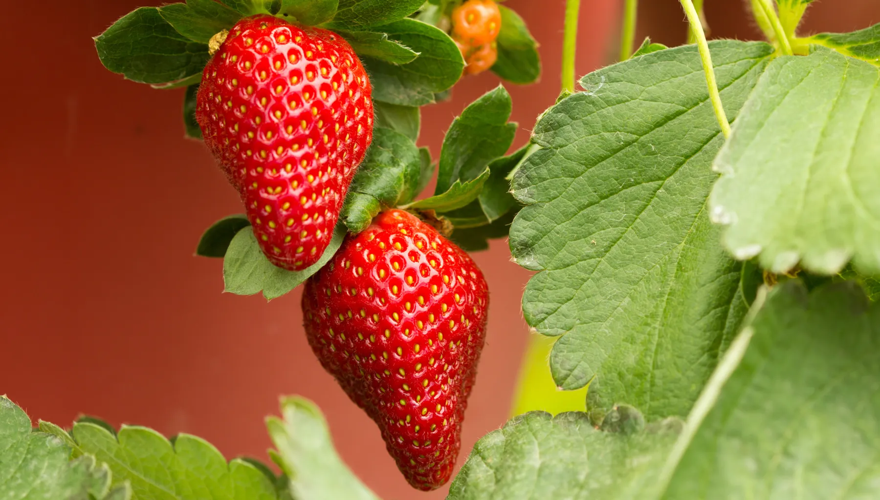 Morango